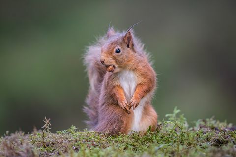 Punane orav sarapuupähkliga