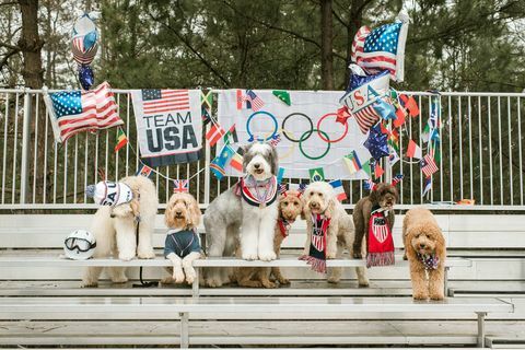 et Doodle'i meeskonna koerte olümpiamängude fotosessioon