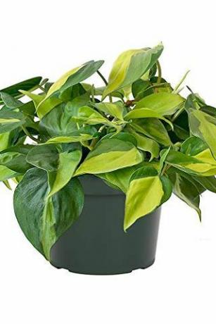 Philodendron " Brasil"