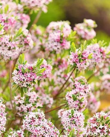 Daphne 'Carol Mackie'