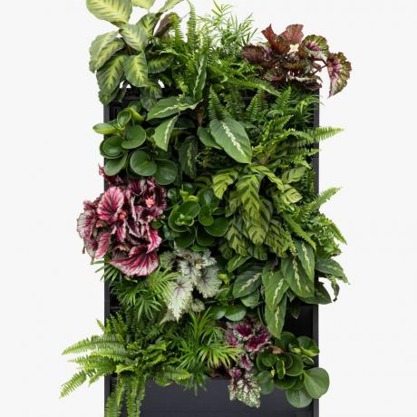 Little Botanical 20 Indoor Toataimed Living Wall