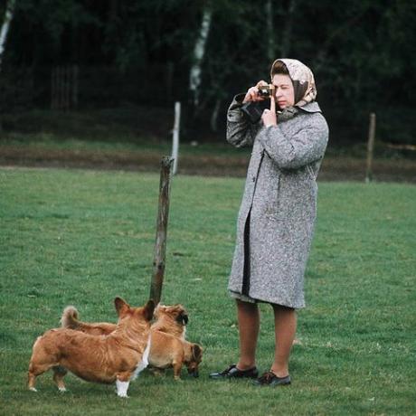 Windsor, Ühendkuningriigi kuninganna Elizabeth ii pildistas oma corgisid Windsori pargis 1960. aastal Windsoris, Inglismaa foto autor anwar husseingetty images