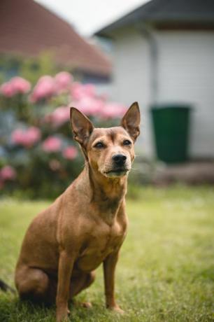 zwergpinscher im garten