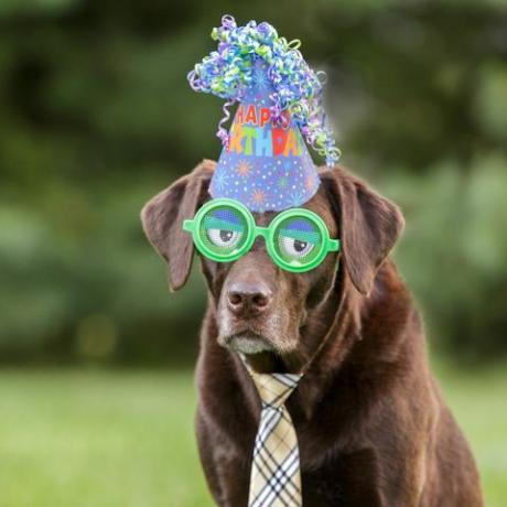 Chocolate Labrador roheliste naljakate prillide ja sünnipäevamütsi seljas