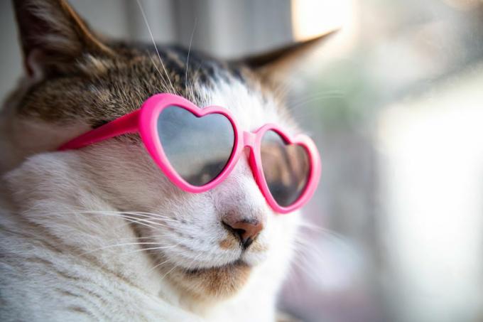 kass kannab südamekujulisi päikeseprille