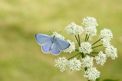 Holly Blue_Iain H Leach, liblikate kaitse