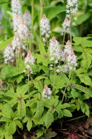 vahtlille tiarella on mitmeaastane lill, mis kasvab varjulistel aladel