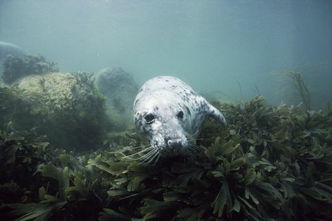 lundy saare hüljes