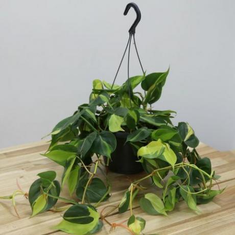 toalised rippuvad taimed: Philodendron scandens 'Brasil'