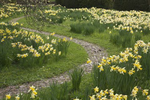 Cumbrias Acorn Banki territooriumil õitsevad nartsissid. © National Trust Images Jo Whitworth