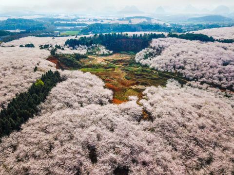 Kirsipuud Pingba talus Guiyangis, Guizhou provintsis Hiinas
