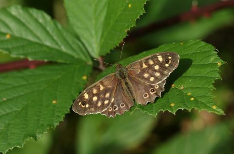 ilus täpiline puuliblikas, pararge aegeria, ahven lehel metsas lagendikul Ühendkuningriigis