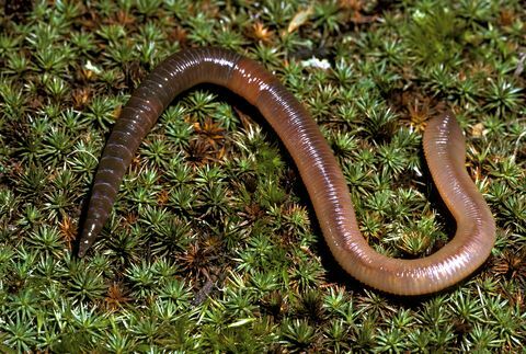 vihmauss segmenteeritud uss või annelid lumbricus terrestris clitellam muud struktuurid, nt kiud