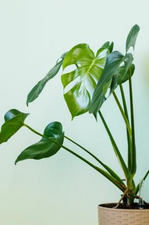 monstera deliciosa palmitaim