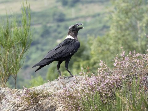 Valgekaelaline kärnkonn (Corvus albicollis), kaljune