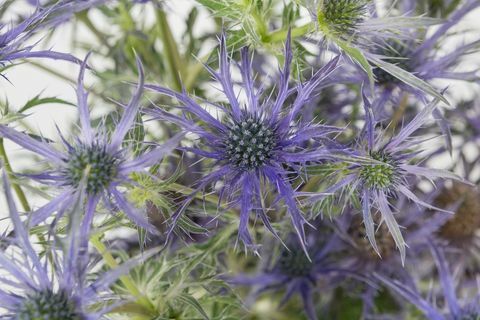 Eryngium 'Blue Waves' - Chelsea Flower Show - aasta 2018 taim