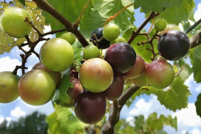 kuidas istutada ja kasvatada viinamarju muskadiine