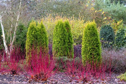 thuja occidentalis igihaljaste puude istutamine talveaeda cornus alba 'westonbirt', koerapuu punaste vartega