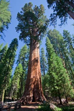 Redwoodi puu Sequoia rahvuspargis Californias