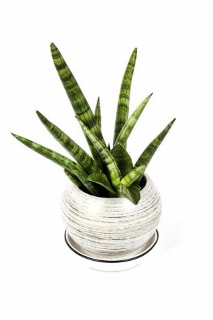 pottitud sansevieria cylindrica