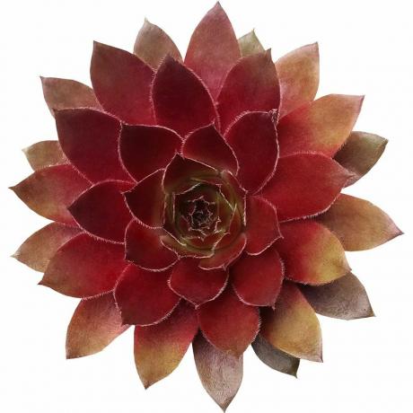 Sempervivum punane lõvi