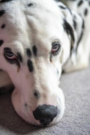 dalmaatsia koer lõõgastab vaibal, tal on konjunktiviit, mis põhjustab silmade all musti jookse, ta vaatab ka hingega kaamerasse