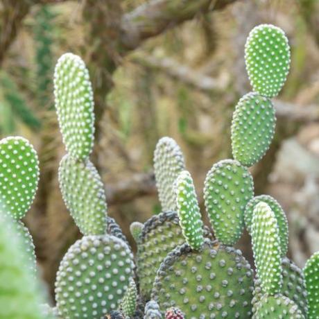 opuntia microdasys albida kaktus kaktuseaias, mida nimetatakse ka inglitiibadeks, jänkukõrvakaktuseks, jänkukaktuseks või täpikaktuseks