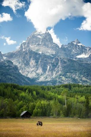 hobune karjatav Grand Tetoni rahvuspargis, wyoming kajutiga ja taustal lumised mäed