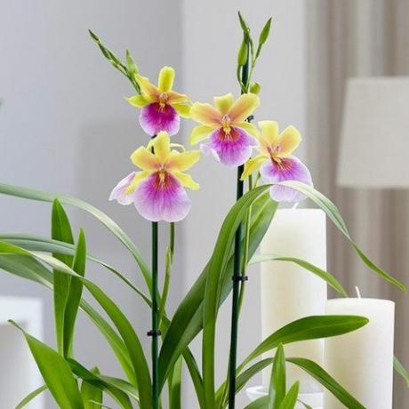 Miltonia 'Sunset'pansy orhidee