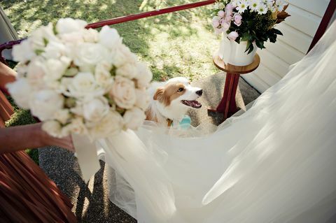 Koer pulmapeol