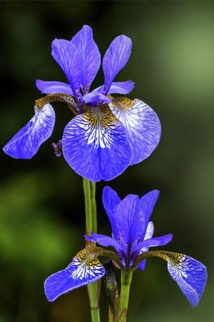 iiris