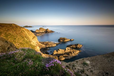 Metsikud lilled Pembrokeshire'i ranniku tee kaljudel Nine Wellsi lähedal St Davidsis, Wales