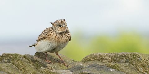 Skylark on rock