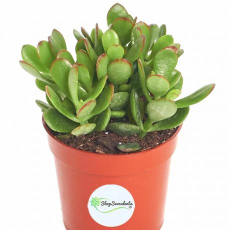 Crassula Ovata nefriititaim