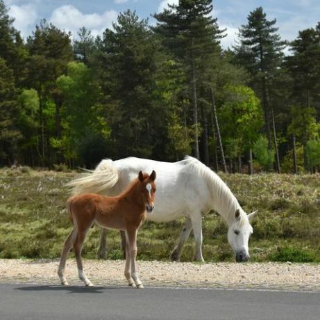 kolimine uue metsaponi ja varsa juurde