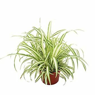 Ocean Spider Plant Variegated – 6'' California Tropicalsilt