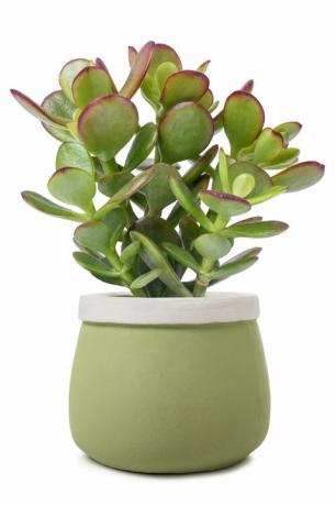 crassula portulacea taim