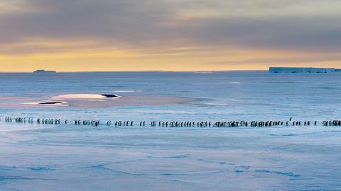 Dünastiate keisri pingviinide foto