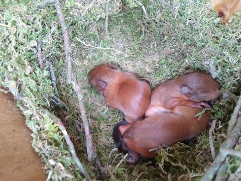 haruldased punased oravad kassipojad jäädvustatud kaamerasse Brownsea saarel