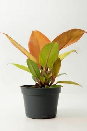 Philodendron " Prince of Orange" 