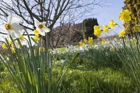 Narcissi aias Powisi lossi juures, Powys, Wales, kevadel. © National Trust Images Mark Bolton