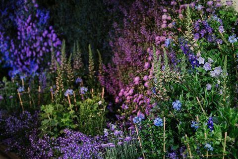 Chelsea Flower Show 2020: kuupäevad, piletid ja aia eelvaated