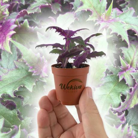 Purple Passion Plant, 2-tolline pott