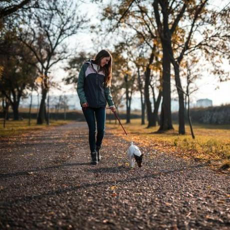 noor naine kõnnib jack ruselli terjeriga päikeseloojangul avalikus pargis