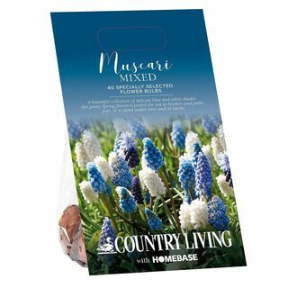 Country Living Muscari segalillesibulad