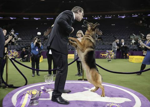 Saksa lambakoer Rumor hüppab oma käitlejale ja kaasomanikule Kent Boylesele näo, et pärast Best in Show võitu.