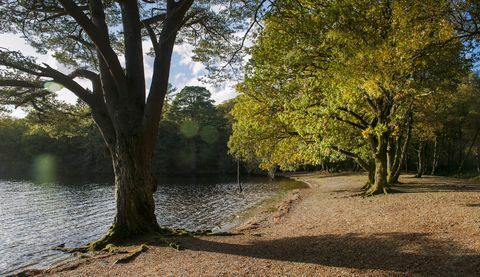 Müüa on umbes 103 aakri suurune saar, mis asub Lõuna-Loch lomond'i läänekalda lähedal