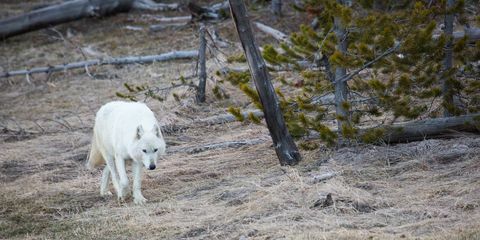 Kuulus Yellowstone'i valge hunt surmati pärast seda, kui ta leiti püssist haavaga