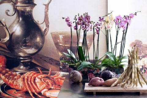 3 tüüpi orhideed, mis aitavad teil omaks võtta 2017. aasta harmoneerimise suundumust
