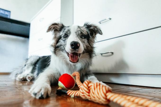 armas bordercollie koer, kes lamab koos lemmiklooma mänguasjaga ja vaatab kodus kaamerat